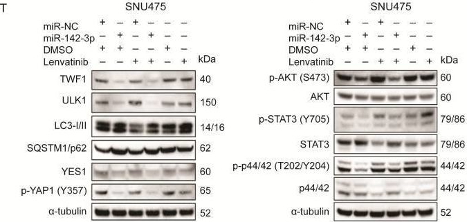 Pyap Wb Yap antibodies - Antibody search engine - CiteAb
