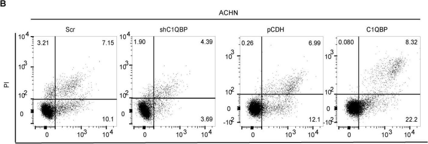 Fig.4.B showing Flow cytometry/Cell sorting in a Homo sapiens (Human) sample from the publication: C1QBP regulates apoptosis of renal cell carcinoma via modulating xanthine dehydrogenase (XDH) mediated ROS generation.