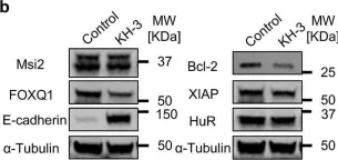 Fig.8.B showing Western Blotting from the publication: Targeting the interaction between RNA-binding protein HuR and FOXQ1 suppresses breast cancer invasion and metastasis.