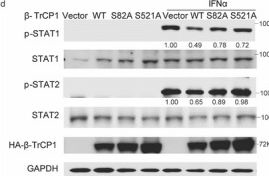 Fig.6.D showing Western Blotting from the publication: PIM1 Attenuates Innate Immunity to Foster Coronavirus Replication through Ubiquitin Ligase β-TrCP-Mediated IFNAR1 Degradation.