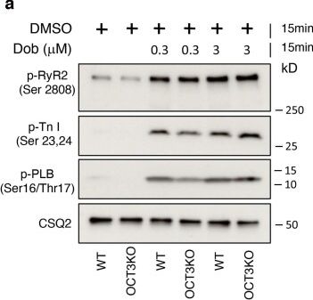 Fig.6.A showing Western Blotting in a Mus musculus (House mouse) sample from the publication: Cardiac contraction and relaxation are regulated by distinct subcellular cAMP pools.