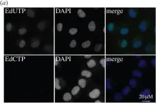 Fig.6.A showing Immunocytochemistry-immunofluorescence in a Homo sapiens (Human) sample from the publication: Dr Jekyll and Mr Hyde: a strange case of 5-ethynyl-2'-deoxyuridine and 5-ethynyl-2'-deoxycytidine.
