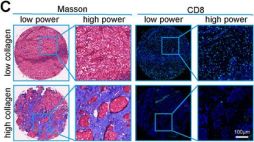 CD8 alpha (D8A8Y) Rabbit Monoclonal Antibody | Cell Signaling