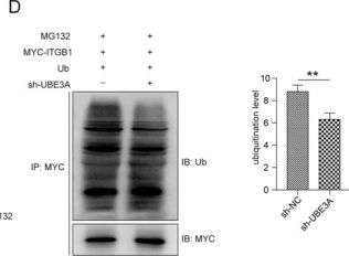 Fig.3.D showing Western Blotting in a Homo sapiens (Human) sample from the publication: UBE3A Inhibits Trophoblast Cell Migration and Invasion by Promoting ITGB1 Degradation and Affecting PI3K/AKT Signaling.