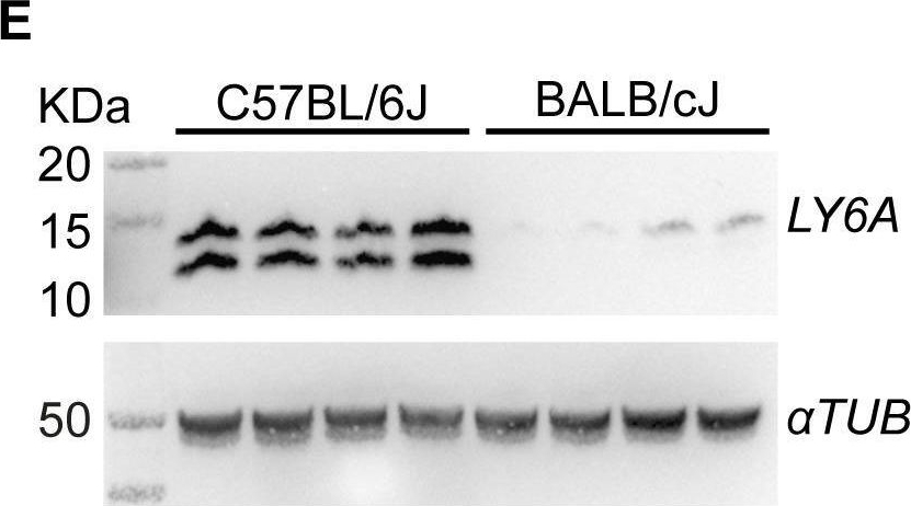 Fig.2.E showing Western Blotting from the publication: Delivering genes across the blood-brain barrier: LY6A, a novel cellular receptor for AAV-PHP.B capsids.