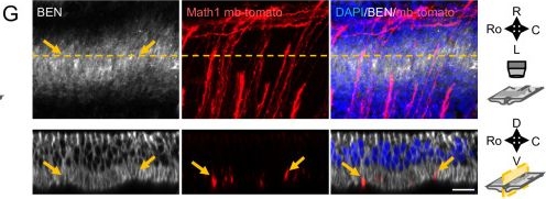 Fig.4.G showing Immunohistochemistry-immunofluorescence from the publication: SlitC-PlexinA1 mediates iterative inhibition for orderly passage of spinal commissural axons through the floor plate.