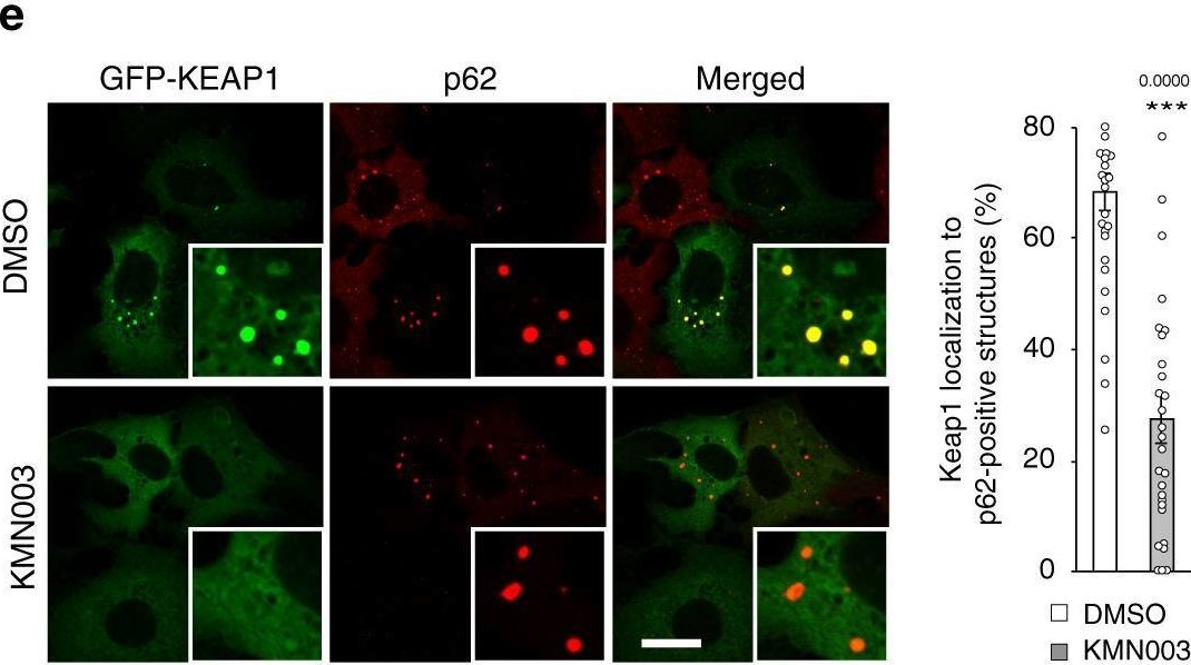 p62/SQSTM1-droplet serves as a platform for autophagosome formation and anti-oxidative stress response.