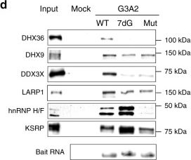 Fig.1.D showing Western Blotting from the publication: hnRNP H/F drive RNA G-quadruplex-mediated translation linked to genomic instability and therapy resistance in glioblastoma.