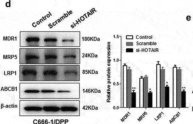 Fig.1.D showing Western Blotting from the publication: HOTAIR mediates cisplatin resistance in nasopharyngeal carcinoma by regulating miR-106a-5p/SOX4 axis.