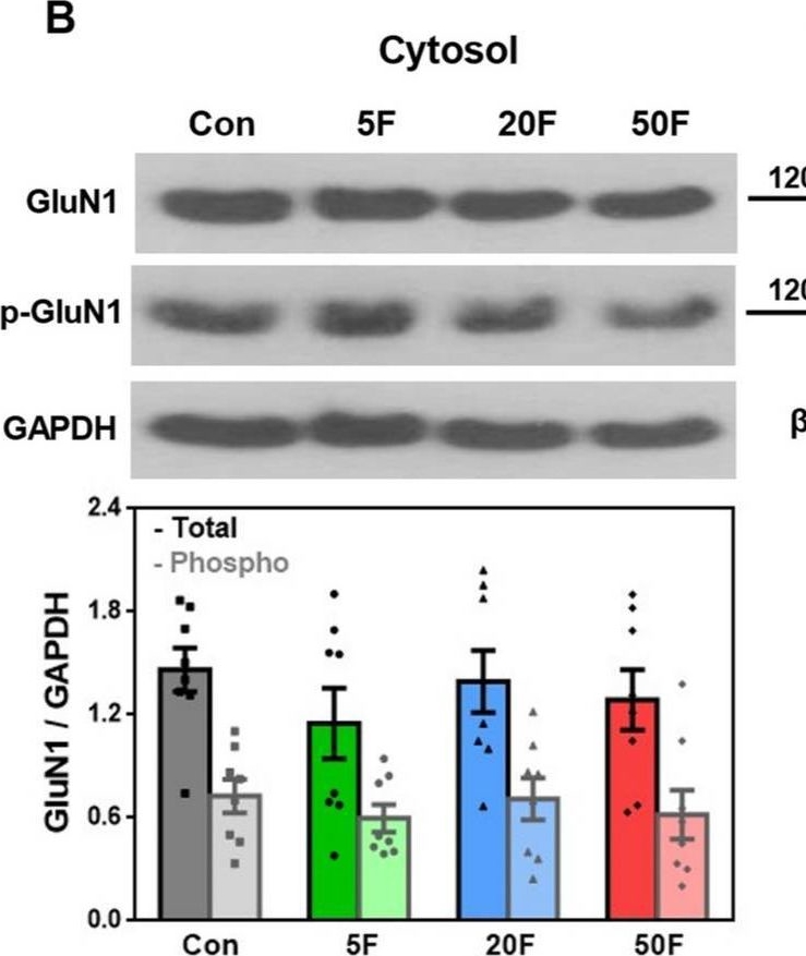 Fig.6.B showing Western Blotting from the publication: AMPA and NMDA Receptors in Hippocampus of Rats with Fluoride-Induced Cognitive Decline.