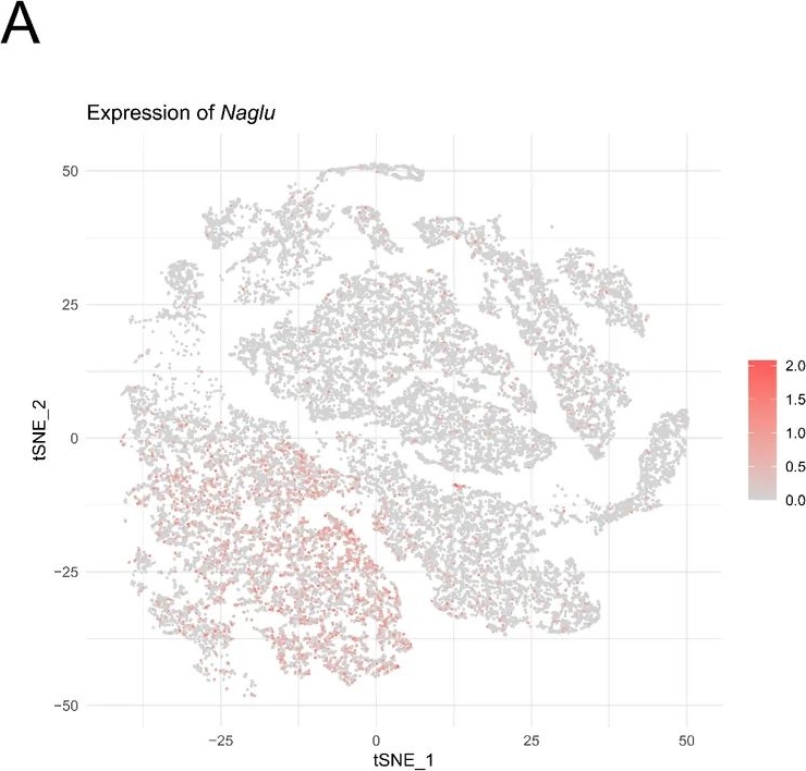 Fig.8.A showing Immunohistochemistry from the publication: Integrative single-cell and bulk transcriptomic analyses identify a microglia-associated NAGLU signature linked to disulfidptosis-associated transcriptional patterns after spinal cord injury.