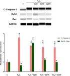 Fig.9.A showing Simple Western - Size in a Rattus norvegicus (Rat) sample from the publication: Gypenosides Prevent H2O2-Induced Retinal Ganglion Cell Apoptosis by Concurrently Suppressing the Neuronal Oxidative Stress and Inflammatory Response.