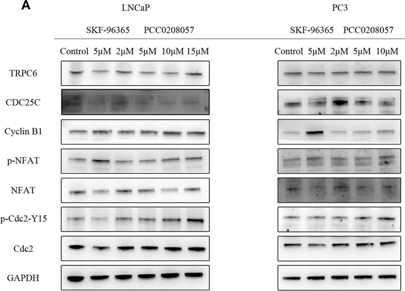 Fig.6.A showing Western Blotting from the publication: PCC0208057 as a small molecule inhibitor of TRPC6 in the treatment of prostate cancer.