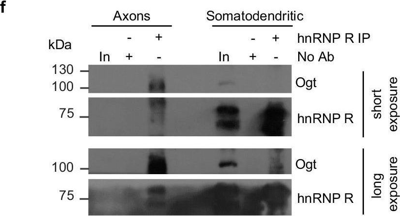 Fig.7.F showing Western Blotting in a Mus musculus (House mouse) sample from the publication: hnRNP R promotes O-GlcNAcylation of eIF4G and facilitates axonal protein synthesis.