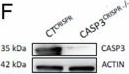 Fig.2.F showing Western Blotting in a Homo sapiens (Human) sample from the publication: NOXA/MCL-1 axis determines cell-death decision between apoptosis and a GSDME-dependent cell death associated with production of inflammatory cytokines upon treatment of breast cancer cells with antimitotics.