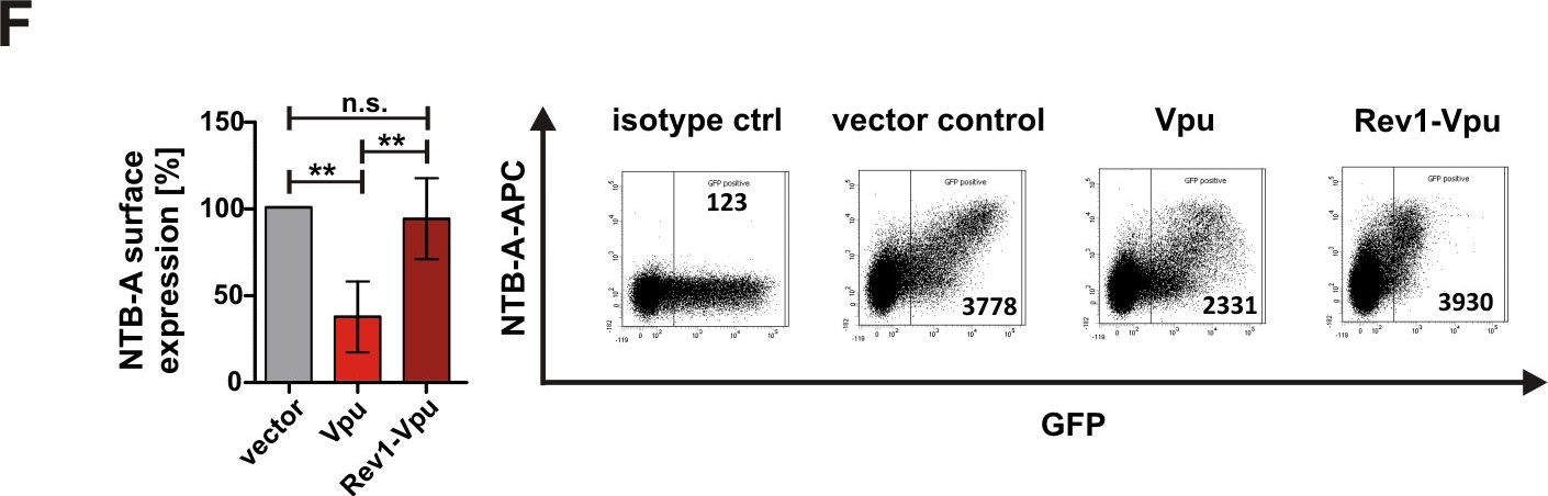 Fig.3.F showing Flow cytometry/Cell sorting in a Homo sapiens (Human) sample from the publication: A Naturally Occurring rev1-vpu Fusion Gene Does Not Confer a Fitness Advantage to HIV-1.