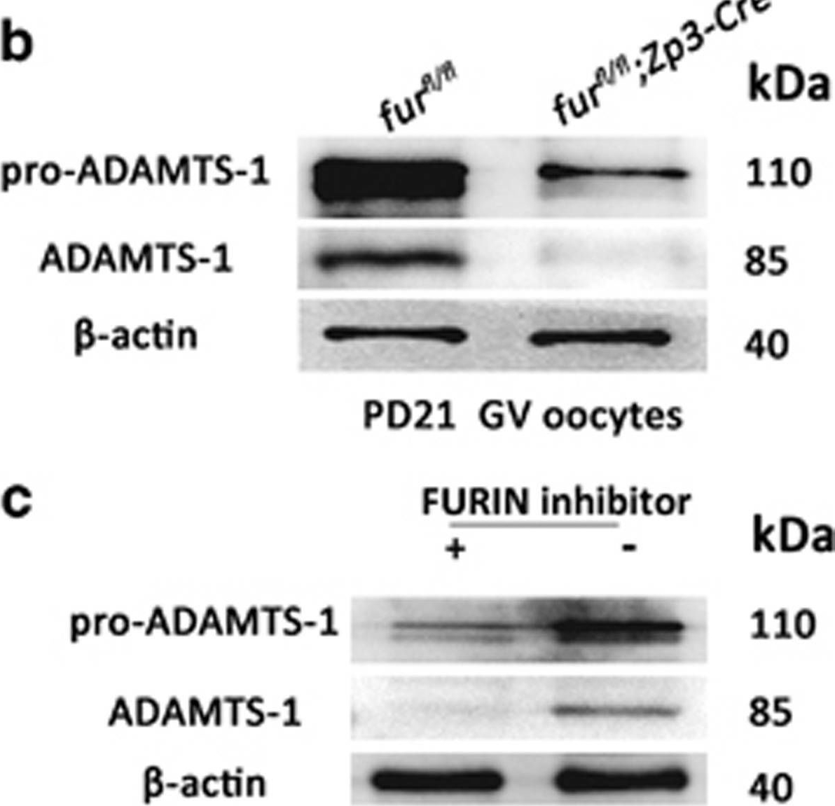 Fig.5.B showing Western Blotting in a Mus musculus (House mouse) sample from the publication: Oocyte-specific deletion of furin leads to female infertility by causing early secondary follicle arrest in mice.