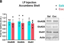 Fig.4.B showing Western Blotting from the publication: Cocaine-Induced Synaptic Redistribution of NMDARs in Striatal Neurons Alters NMDAR-Dependent Signal Transduction.