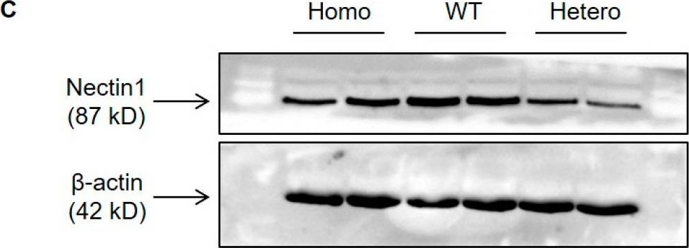 Fig.1.C showing Western Blotting in a Mus musculus (House mouse) sample from the publication: A Nectin1 Mutant Mouse Model Is Resistant to Pseudorabies Virus Infection.
