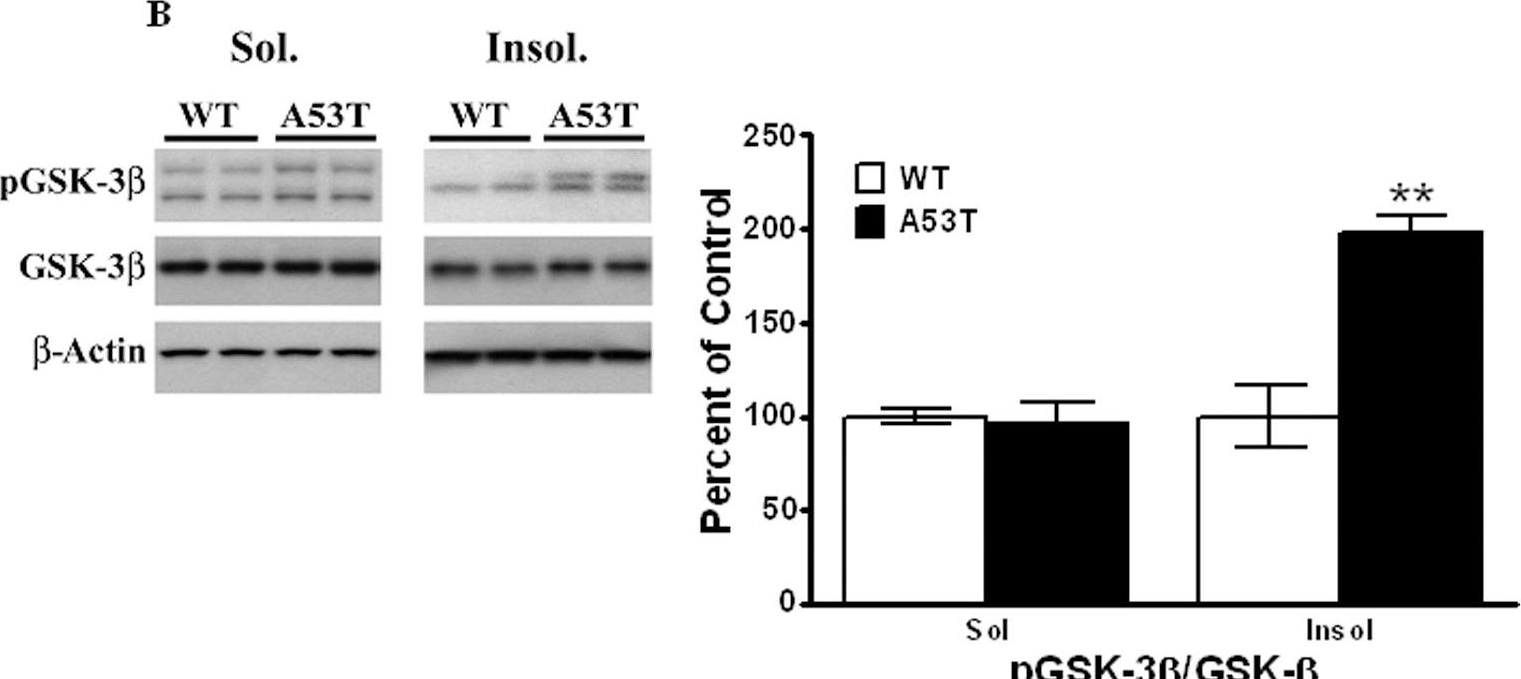 Fig.3.B showing Western Blotting from the publication: Tauopathic changes in the striatum of A53T α-synuclein mutant mouse model of Parkinson's disease.