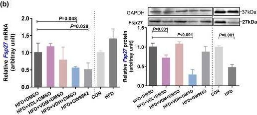 Fig.5.B showing Western Blotting in a Mus musculus (House mouse) sample from the publication: Effect of vitamin D3 on lipid droplet growth in adipocytes of mice with HFD-induced obesity.