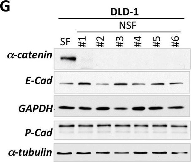 Fig.5.G showing Western Blotting in a Homo sapiens (Human) sample from the publication: Exclusion from spheroid formation identifies loss of essential cell-cell adhesion molecules in colon cancer cells.