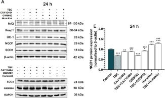 Fig.6.A showing Western Blotting from the publication: Targeting Tris(2,3-dibromopropyl) Isocyanurate-Induced Inflammation in Hippocampal Neurons In Vitro: Mechanistic Insights and Implications for Neurodegenerative Disease Prevention.