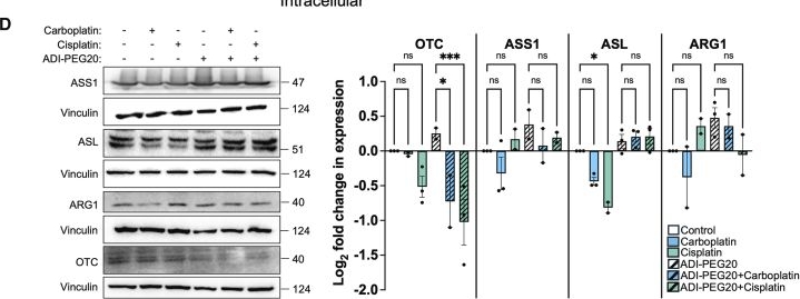 Fig.4.D showing Western Blotting from the publication: Targeting arginine metabolism overcomes chemotherapy resistance in aggressive-variant prostate cancers.