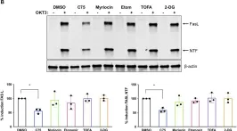 Fig.6.B showing Western Blotting from the publication: Fatty Acid Synthase Contributes to Restimulation-Induced Cell Death of Human CD4 T Cells.
