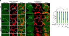 Fig.2.B showing Immunocytochemistry-immunofluorescence from the publication: Mitochondrial Rab GAPs govern autophagosome biogenesis during mitophagy.