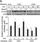 Fig.3.B showing Western Blotting from the publication: Diverse Responses of Oligodendrocytes to Different FGF-Family Members: Uncoupling Structure-Function Relationship Within FGF Subfamilies.