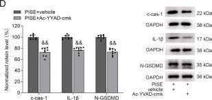 Cleaved Caspase-1 (Asp296) (E2G2I) Rabbit mAb | Cell