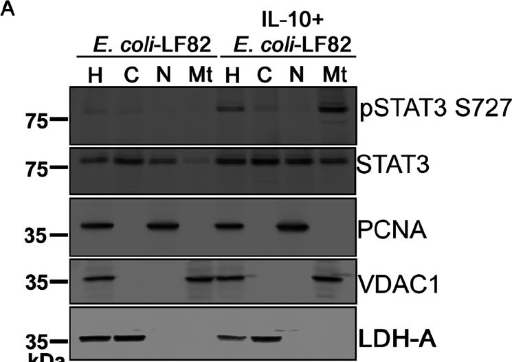 Fig.8.A showing Western Blotting in a Homo sapiens (Human) sample from the publication: IL-10-STAT3 axis preserves epithelial mitochondrial homeostasis during bacterial challenge.