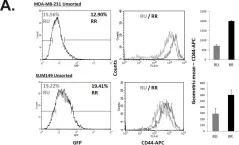 Fig.3.A showing Flow cytometry/Cell sorting from the publication: Triple negative breast cancers comprise a highly tumorigenic cell subpopulation detectable by its high responsiveness to a Sox2 regulatory region 2 (SRR2) reporter.