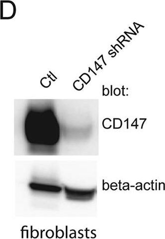 Fig.5.D showing Western Blotting in a Homo sapiens (Human) sample from the publication: CD147 Promotes Entry of Pentamer-Expressing Human Cytomegalovirus into Epithelial and Endothelial Cells.