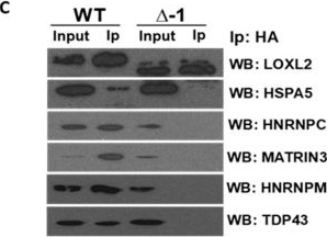 Fig.3.C showing Western Blotting in a Homo sapiens (Human) sample from the publication: New Functions of Intracellular LOXL2: Modulation of RNA-Binding Proteins.