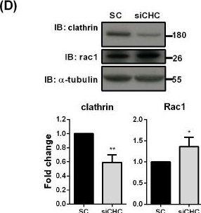 Fig.6.D showing Western Blotting in a Homo sapiens (Human) sample from the publication: EV-D68 exploits clathrin-mediated endocytosis and compensatory macropinocytosis for cellular entry.