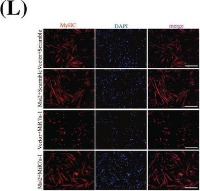 Fig.4.L showing Immunocytochemistry-immunofluorescence from the publication: Msi2-mediated MiR7a-1 processing repression promotes myogenesis.