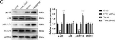 GAPDH Antibody (D16H11) XP® Rabbit mAb | Cell Signaling Technology