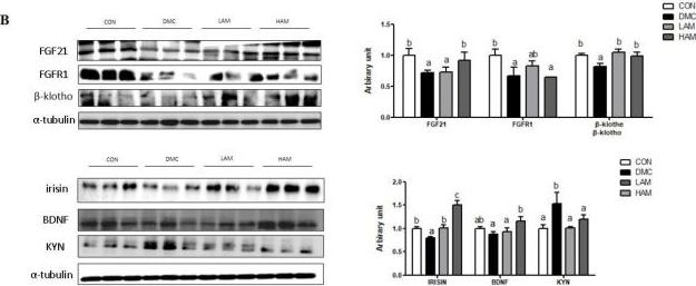 Fig.5.B showing Western Blotting from the publication: Annona muricate Extract Supplementation Contributes to Improve Aberrant Multi-Organ Energy Metabolism via Muscle-Brain Connectivity in Diabetic Mice.