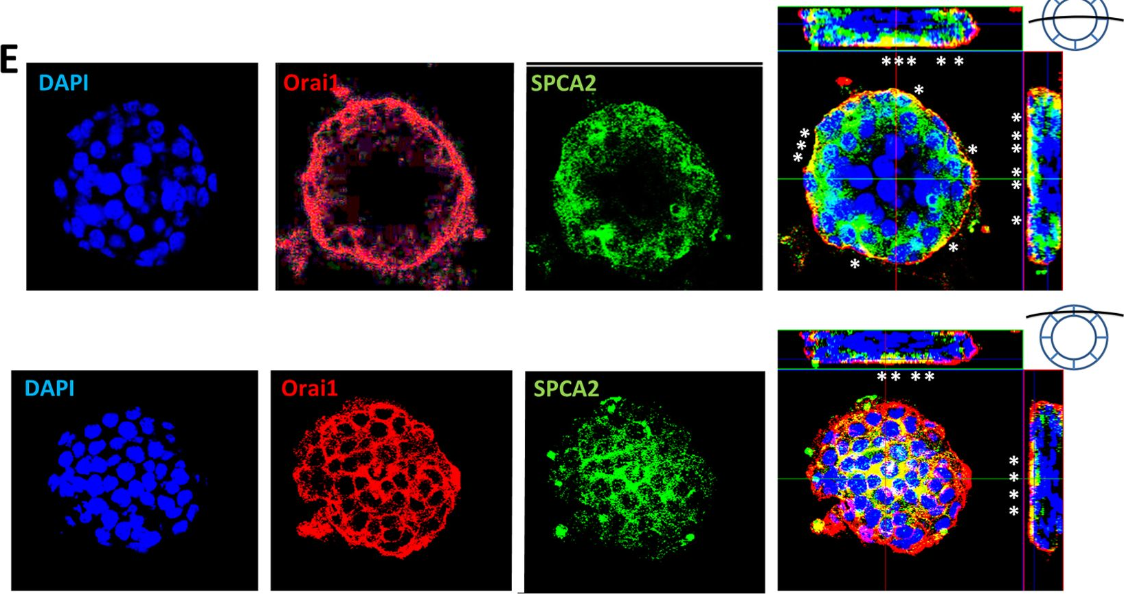 Fig.3.E showing Immunocytochemistry-immunofluorescence in a Mus musculus (House mouse) sample from the publication: SPCA2 regulates Orai1 trafficking and store independent Ca2+ entry in a model of lactation.