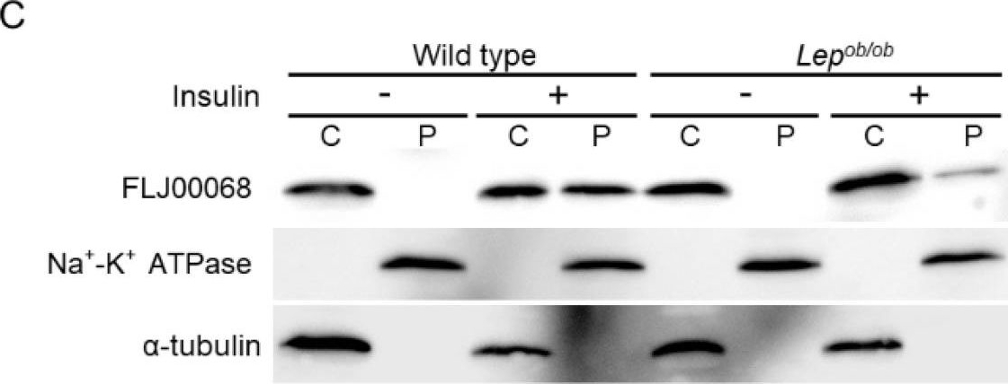 Fig.3.C showing Western Blotting in a Mus musculus (House mouse) sample from the publication: Impaired Insulin Signaling Mediated by the Small GTPase Rac1 in Skeletal Muscle of the Leptin-Deficient Obese Mouse.