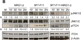 Fig.7.B showing Western Blotting from the publication: The anti-HER3 (ErbB3) therapeutic antibody 9F7-F11 induces HER3 ubiquitination and degradation in tumors through JNK1/2- dependent ITCH/AIP4 activation.