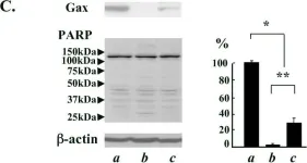 Fig.1.C showing Western Blotting in a Mus musculus (House mouse) sample from the publication: Involvement of TORC2, a CREB co-activator, in the in vivo-specific transcriptional control of HTLV-1.