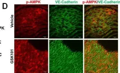 Fig.4.D showing Immunohistochemistry-immunofluorescence from the publication: A novel TRPV4-specific agonist inhibits monocyte adhesion and atherosclerosis.