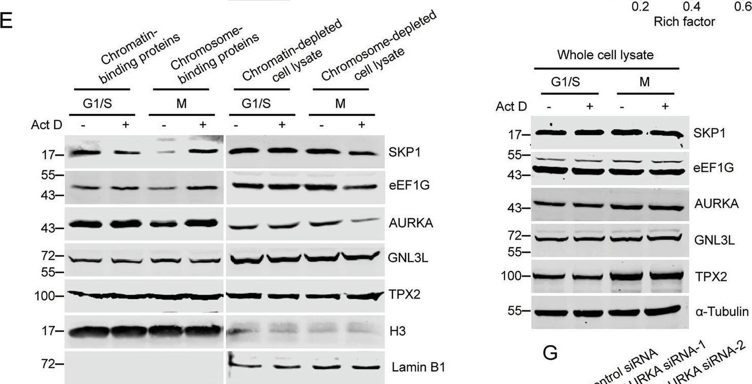 Fig.2.E showing Western Blotting in a Homo sapiens (Human) sample from the publication: Pre-rRNAs control mitosis by maintaining chromosomal segregation through protecting SMC2 from AURKA-mediated phosphorylation.