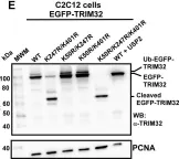 Fig.1.E showing Western Blotting in a Homo sapiens (Human) sample from the publication: Generation of the short TRIM32 isoform is regulated by Lys 247 acetylation and a PEST sequence.