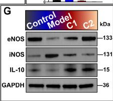 Fig.6.G showing Western Blotting from the publication: Integrated multi-omics deciphers sepsis immune dysregulation: a dual-pathway targeted small-molecule therapy improves survival and ameliorates multi-organ dysfunction.