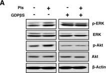 Fig.1.A showing Western Blotting from the publication: Neuronal Orphan G-Protein Coupled Receptor Proteins Mediate Plasmalogens-Induced Activation of ERK and Akt Signaling.