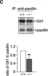 Fig.5.C showing Western Blotting in a Mus musculus (House mouse) sample from the publication: Specific dephosphorylation at tyr-554 of git1 by ptprz promotes its association with paxillin and hic-5.